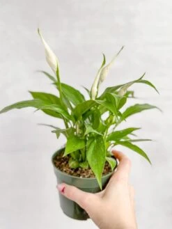 Spathiphyllum 'Peace Lily' -Eds Plant Shop spathiphyllum peace lily various sizes 663238