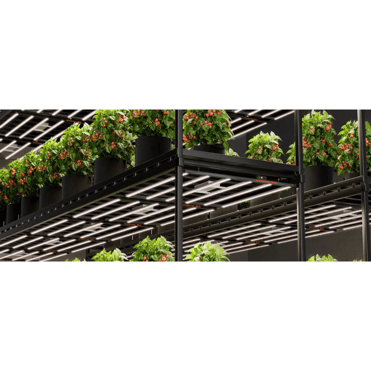 Spider Farmer SE7000 730W Dimmable Full Spectrum LED Grow Light 14 Spider Farmer SE7000 730W Dimmable Full Spectrum LED Grow Light - Image 12