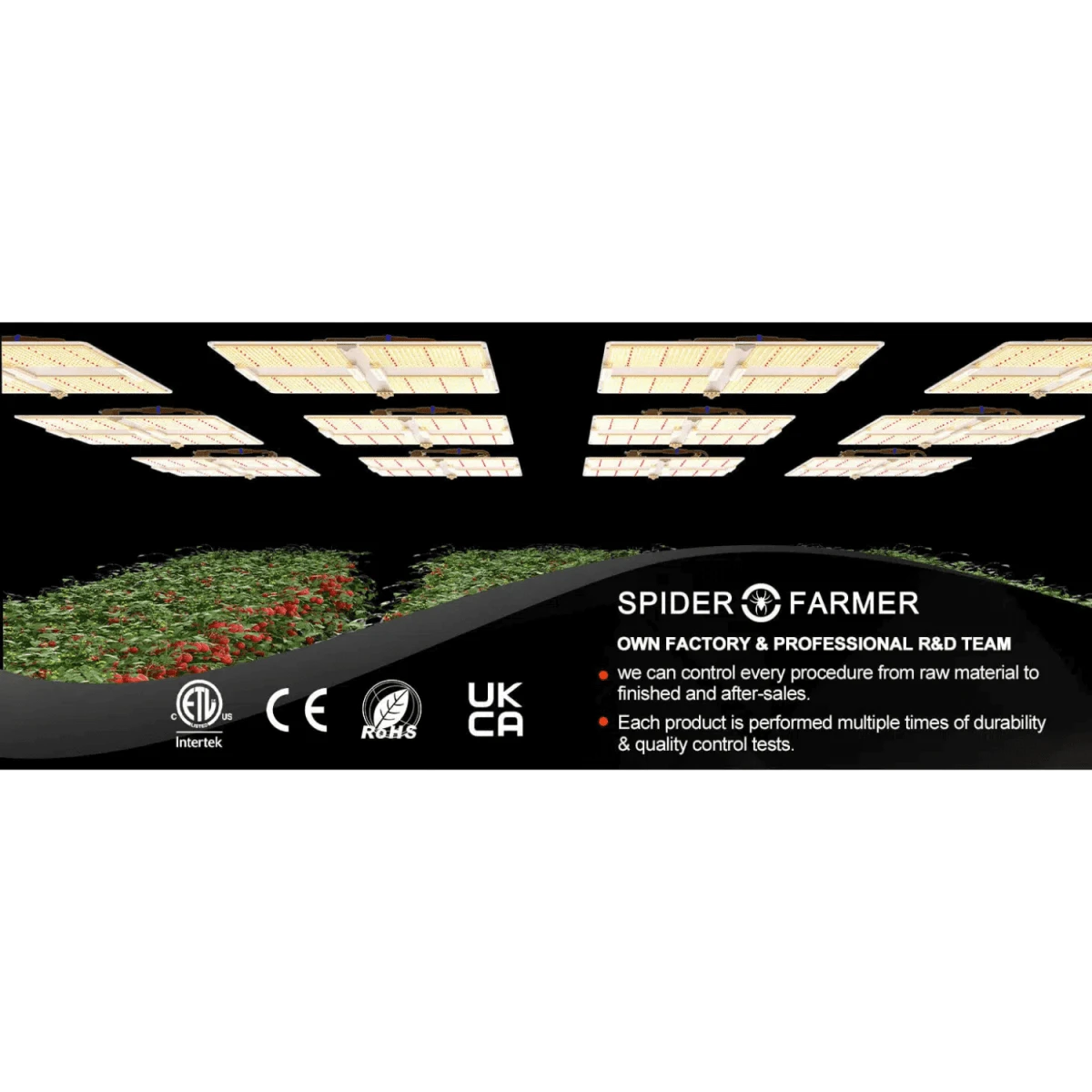 Spider Farmer SF7000 650W Full Spectrum LED Grow Light – Advanced Energy Efficiency For Professional Results 18 Spider Farmer SF7000 650W Full Spectrum LED Grow Light – Advanced Energy Efficiency For Professional Results - Image 16