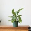 Staghorn Fern - Platycerium Bifurcatum 2 Staghorn Fern - Platycerium Bifurcatum -Eds Plant Shop staghorn fern platycerium bifurcatum 664402