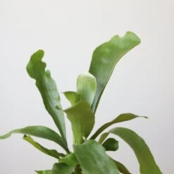 Staghorn Fern - Platycerium Bifurcatum -Eds Plant Shop staghorn fern platycerium bifurcatum 833258