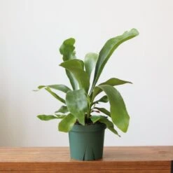 Staghorn Fern - Platycerium Bifurcatum -Eds Plant Shop staghorn fern platycerium bifurcatum 918341