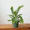 Staghorn Fern - Platycerium Bifurcatum Hanging Basket -Eds Plant Shop staghorn fern platycerium bifurcatum hanging basket 843476