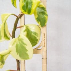 Stella Modular Plant Support & Trellis -Eds Plant Shop stella modular plant support trellis 899264