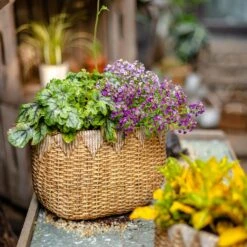 Straw Basket Cement Planter - Various Sizes -Eds Plant Shop straw basket cement planter various sizes 915904