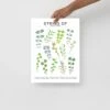 String Of Species ID Chart - Botanical Houseplant Art Print -Eds Plant Shop string of species id chart botanical houseplant art print 531247