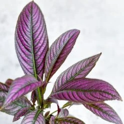 Strobilanthes Dyerianus - Persian Shield 9 Strobilanthes Dyerianus - Persian Shield -Eds Plant Shop strobilanthes dyerianus persian shield 261768