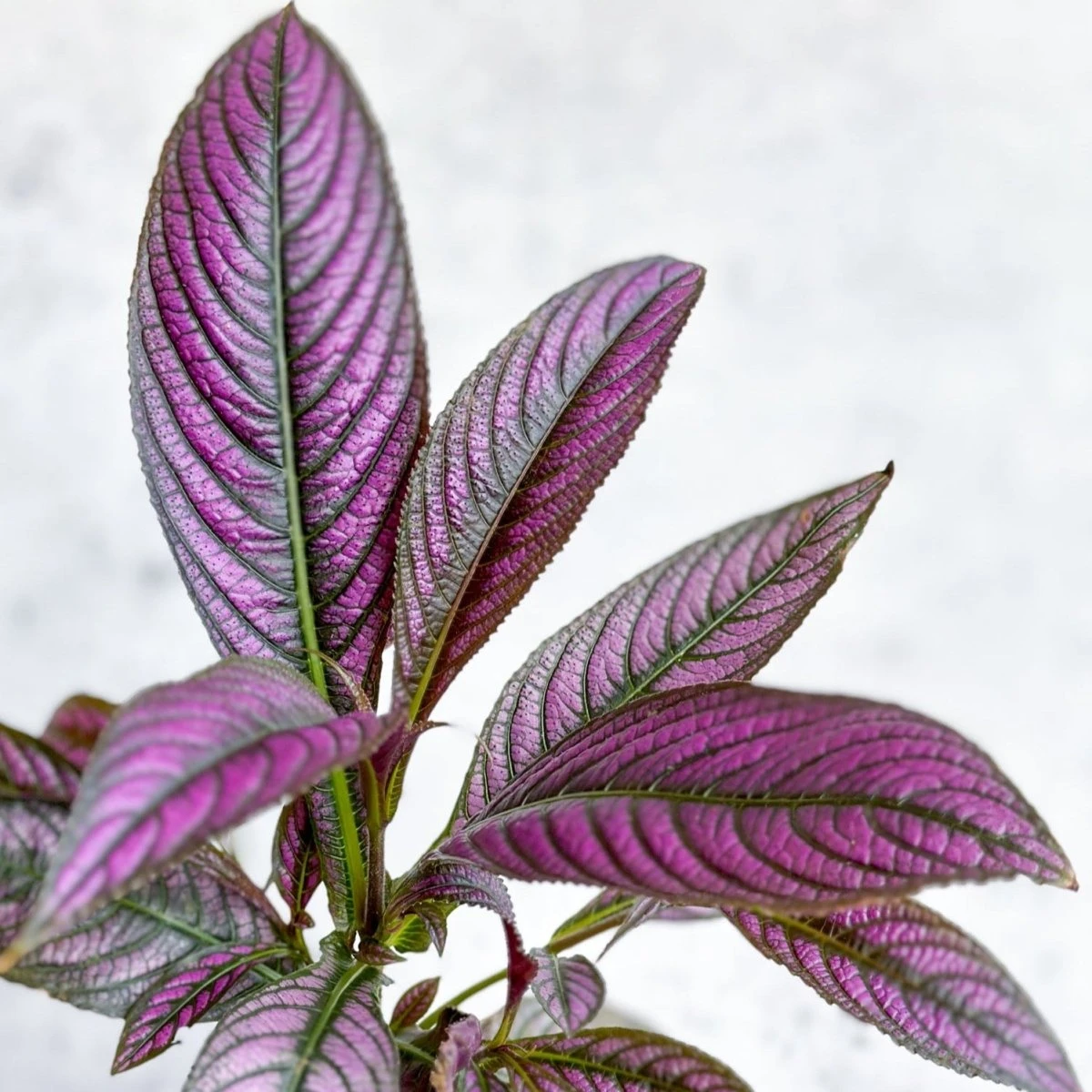 Strobilanthes Dyerianus - Persian Shield 6 Strobilanthes Dyerianus - Persian Shield - Image 4