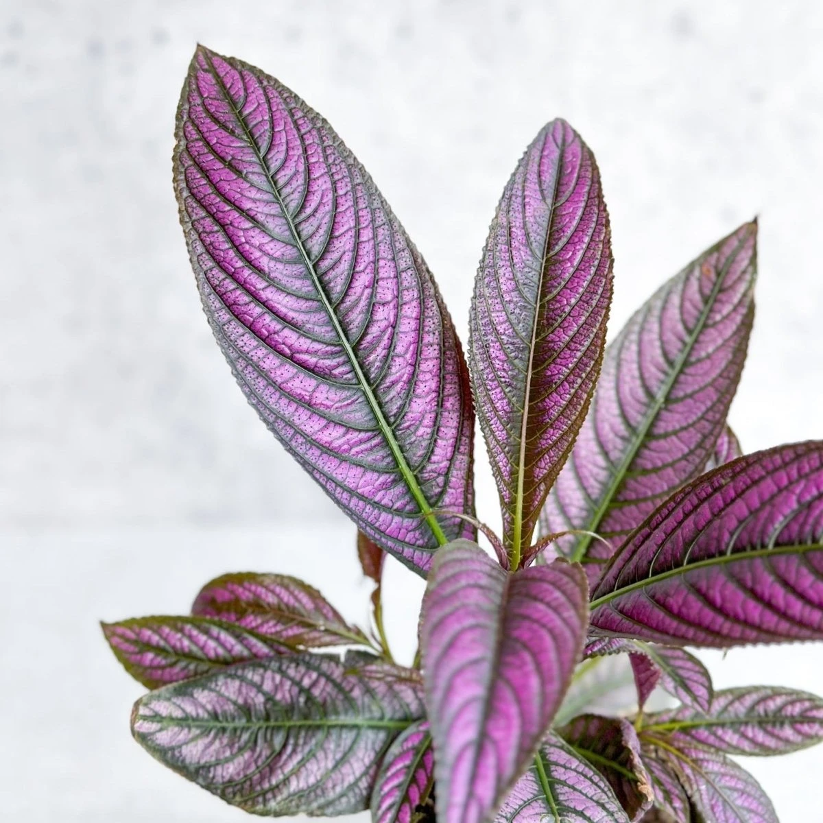 Strobilanthes Dyerianus - Persian Shield 4 Strobilanthes Dyerianus - Persian Shield - Image 2
