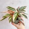 Stromanthe Sanguinea Triostar - Tri-Color Prayer Plant -Eds Plant Shop stromanthe sanguinea triostar tri color prayer plant various sizes 298016
