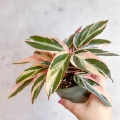 Stromanthe Sanguinea Triostar - Tri-Color Prayer Plant 10 Stromanthe Sanguinea Triostar - Tri-Color Prayer Plant -Eds Plant Shop stromanthe sanguinea triostar tri color prayer plant various sizes 931861