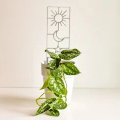 Sun, Moon & Star Houseplant Trellis -Eds Plant Shop sun moon star houseplant trellis 860808