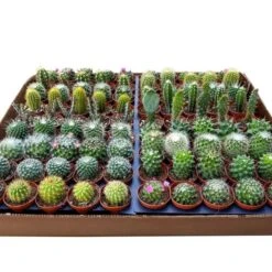 Surprise Cactus & Succulent Variety Pack -Eds Plant Shop surprise cactus succulent variety pack 1082995