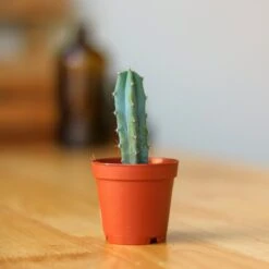 Surprise Cactus & Succulent Variety Pack -Eds Plant Shop surprise cactus succulent variety pack various sizes 288410