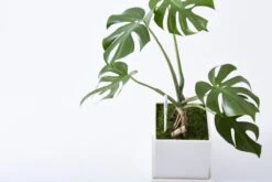 Sustee Aquameter – White | Soil Moisture Sensor For Potted Plants -Eds Plant Shop sustee aquameter white 828148