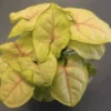 Syngonium ‘Chiffon Allusion’ — Soft Chartreuse Leaves With Pink Veins -Eds Plant Shop syngonium chiffon allusion soft chartreuse leaves with pink veins 5696455