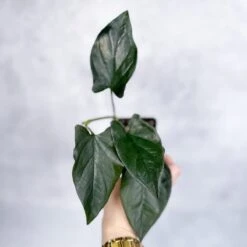 Syngonium Erythrophyllum "Llano-Carti Road" -Eds Plant Shop syngonium erythrophyllum llano carti road 183825