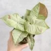 Syngonium 'Milk Confetti' - Variegated Arrowhead