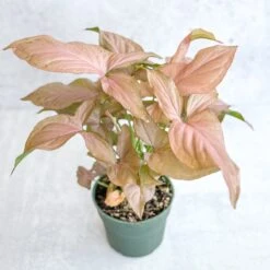Syngonium 'Pink Perfection' - Pink Perfection Arrowhead 9 Syngonium 'Pink Perfection' - Pink Perfection Arrowhead -Eds Plant Shop syngonium pink perfection pink perfection arrowhead 45 inch 965994