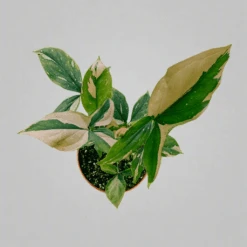 Syngonium 'Pink Splash' Arrowhead Plant -Eds Plant Shop syngonium pink splash arrowhead plant 116762