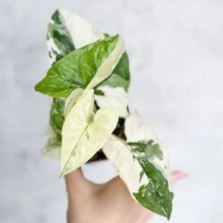 Syngonium Podophyllum Albo - Rare Arrowhead Plant -Eds Plant Shop syngonium podophyllum albo rare arrowhead plant 25 inch 589214