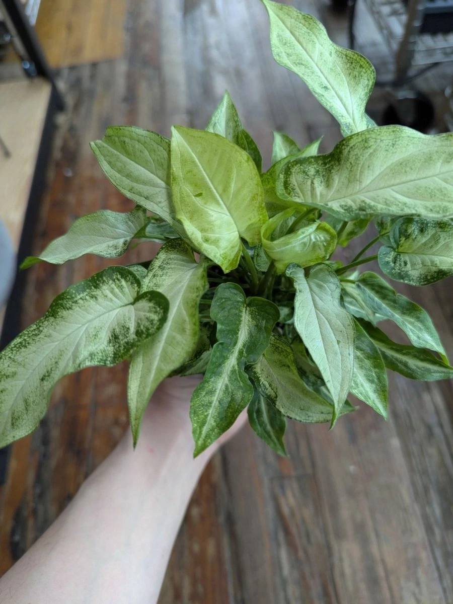 Syngonium Podophyllum 'Three Kings' Arrowhead Plant 4 Syngonium Podophyllum 'Three Kings' Arrowhead Plant - Image 2