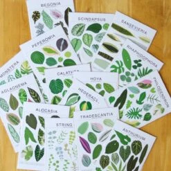 Syngonium Species ID Chart - Botanical Houseplant Art Print -Eds Plant Shop syngonium species id chart botanical houseplant art print 131566