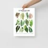 Syngonium Species ID Chart - Botanical Houseplant Art Print