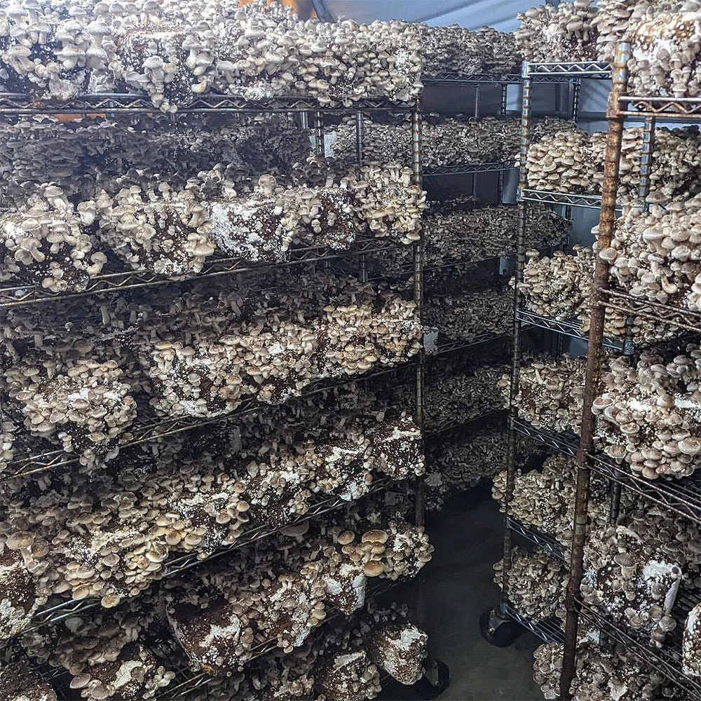 T5 HO 2.0 4FT 4 Lamp LED Mushroom Grow Light (216W Eqv.) – Blue Sun Spectrum 11 T5 HO 2.0 4FT 4 Lamp LED Mushroom Grow Light (216W Eqv.) – Blue Sun Spectrum - Image 9