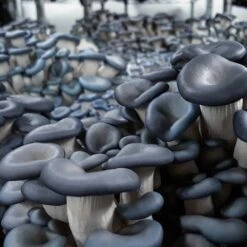 T5 HO Ballast Bypass 4FT LED Mushroom Grow Lamp (54W Eqv.) – Blue Sun Spectrum 13 T5 HO Ballast Bypass 4FT LED Mushroom Grow Lamp (54W Eqv.) – Blue Sun Spectrum -Eds Plant Shop t5 ho ballast bypass 4ft led mushroom grow lamp 54w eqv blue sun spectrum 510548