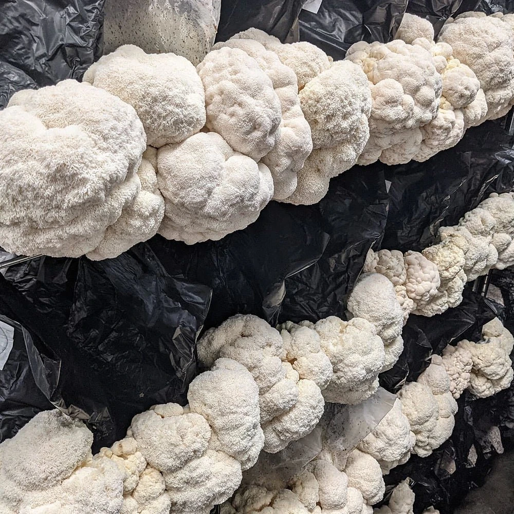 T5 HO Ballast Bypass 4FT LED Mushroom Grow Lamp (54W Eqv.) – Blue Sun Spectrum 6 T5 HO Ballast Bypass 4FT LED Mushroom Grow Lamp (54W Eqv.) – Blue Sun Spectrum - Image 4