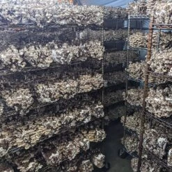 T5 HO Ballast Bypass 4FT LED Mushroom Grow Lamp (54W Eqv.) – Blue Sun Spectrum 14 T5 HO Ballast Bypass 4FT LED Mushroom Grow Lamp (54W Eqv.) – Blue Sun Spectrum -Eds Plant Shop t5 ho ballast bypass 4ft led mushroom grow lamp 54w eqv blue sun spectrum 797445