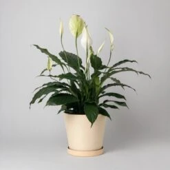 Tapered Upcycled Planter Pot & Saucer 7 Inch -Eds Plant Shop tapered upcycled planter pot saucer 7 inch 122728