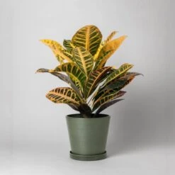 Tapered Upcycled Planter Pot & Saucer 7 Inch -Eds Plant Shop tapered upcycled planter pot saucer 7 inch 366398