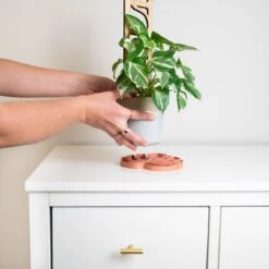 Tera SAUSR – Monstera Leaf Plant Saucer & Humidity Tray For Root Rot Prevention -Eds Plant Shop tera sausr leaf shaped pot saucer drip tray for houseplants humidity tray 589541