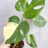 Thai Constellation Monstera - Rare Monstera -Eds Plant Shop thai constellation monstera rare monstera 4 inch 495581
