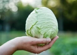 The Explorer: Rooted In America Heirloom Seed Collection – 6 Historic Varieties -Eds Plant Shop the explorer rooted in america seed collection 1356723