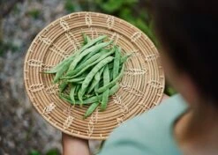 The Explorer: Rooted In America Heirloom Seed Collection – 6 Historic Varieties -Eds Plant Shop the explorer rooted in america seed collection 9332534