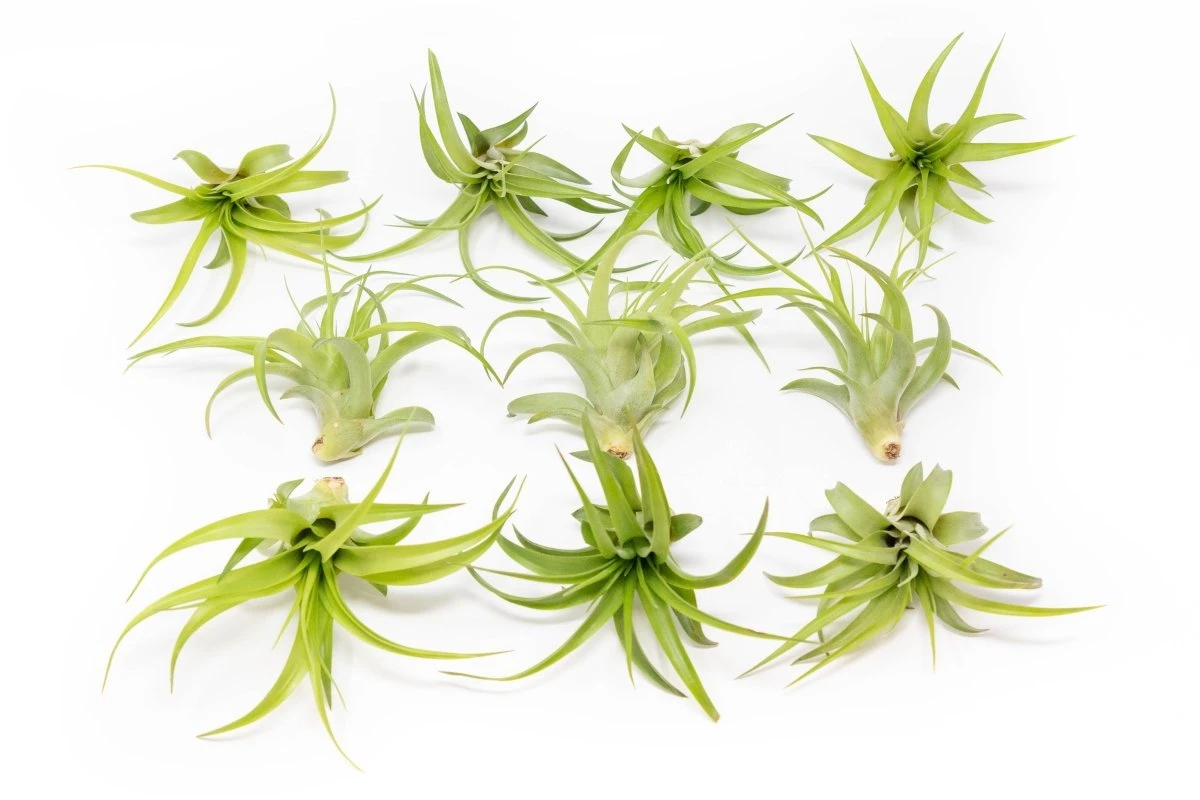 Tillandsia Abdita Brachycaulos Air Plants -Set Of 10, 20 Or 30 4 Tillandsia Abdita Brachycaulos Air Plants -Set Of 10, 20 Or 30 - Image 2