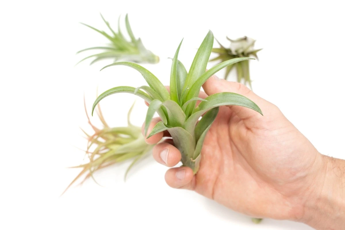 Tillandsia Abdita Brachycaulos Air Plants -Set Of 10, 20 Or 30 5 Tillandsia Abdita Brachycaulos Air Plants -Set Of 10, 20 Or 30 - Image 3