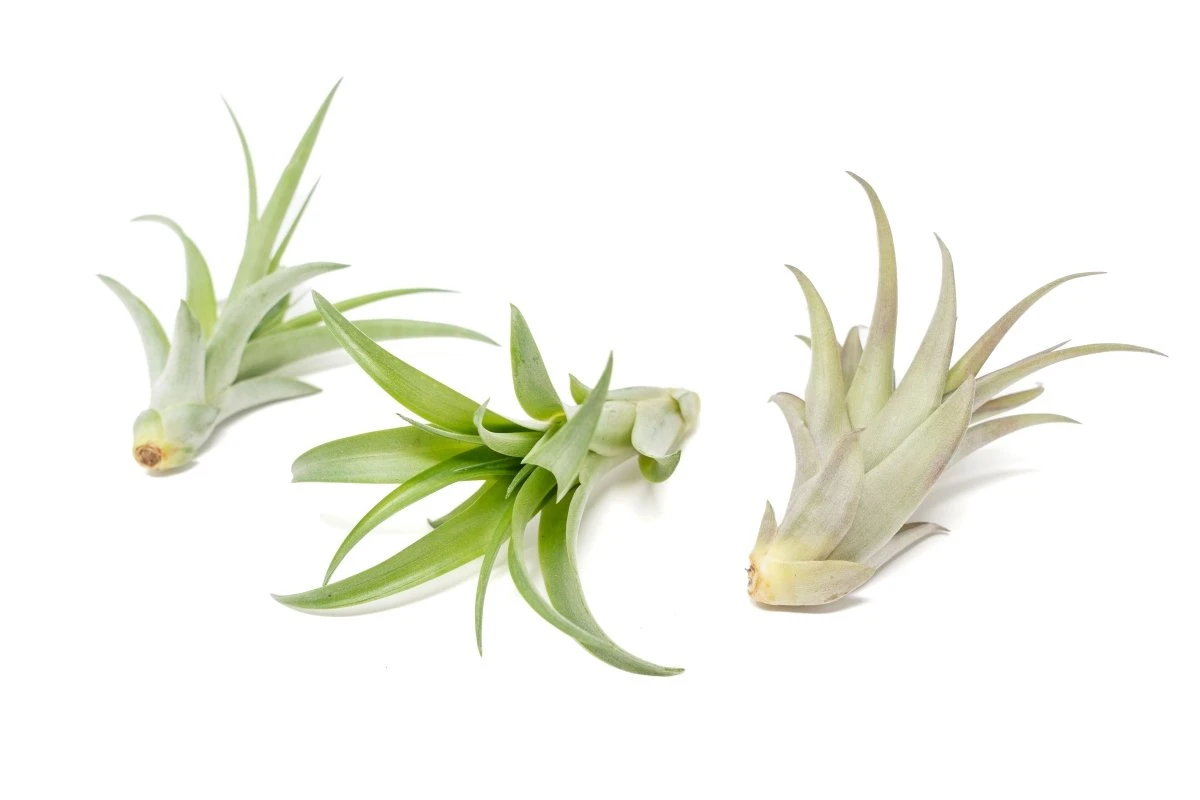 Tillandsia Abdita Brachycaulos Air Plants -Set Of 10, 20 Or 30 7 Tillandsia Abdita Brachycaulos Air Plants -Set Of 10, 20 Or 30 - Image 5