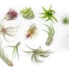 Tillandsia Air Plant Grab Bag Of 10 Plants + 1 Year Air Plant Fertilizer Pack