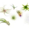 Tillandsia Air Plant Grab Bag Of 6 Plants + 1 Year Air Plant Fertilizer Pack 1 Tillandsia Air Plant Grab Bag Of 6 Plants + 1 Year Air Plant Fertilizer Pack -Eds Plant Shop tillandsia air plant grab bag of 6 plants 1 year air plant fertilizer pack 7887773