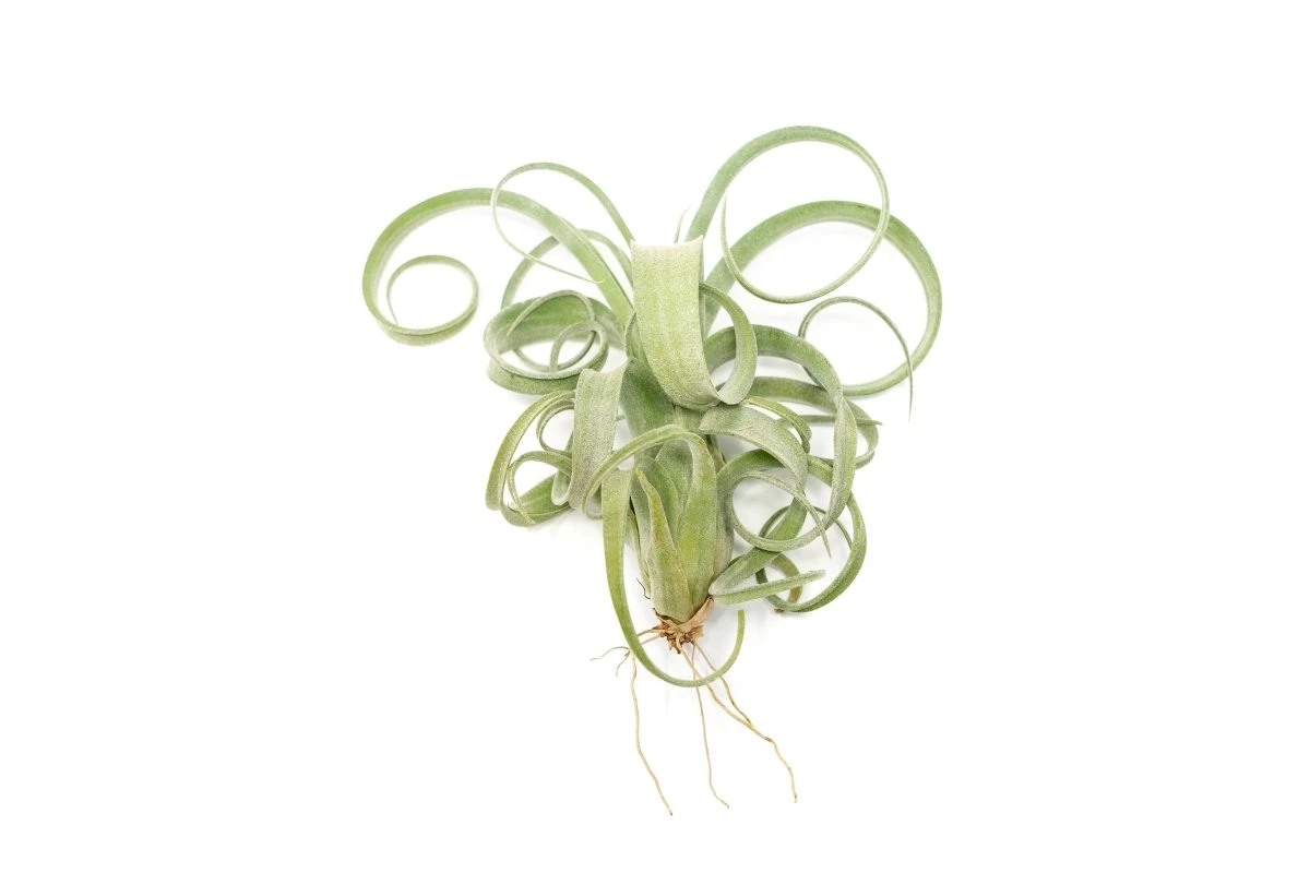 Tillandsia Curly Slim (T. Intermedia X T. Streptophylla) Air Plant 3 Tillandsia Curly Slim (T. Intermedia X T. Streptophylla) Air Plant
