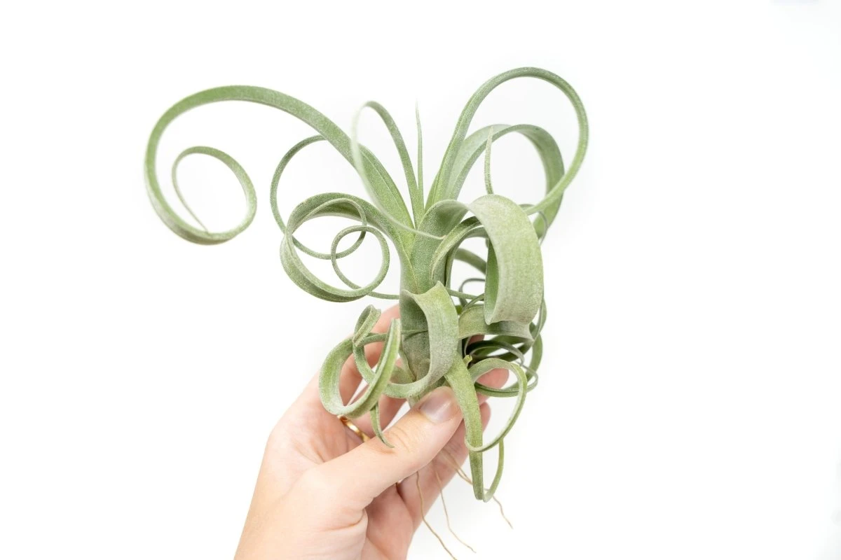 Tillandsia Curly Slim (T. Intermedia X T. Streptophylla) Air Plant 4 Tillandsia Curly Slim (T. Intermedia X T. Streptophylla) Air Plant - Image 2