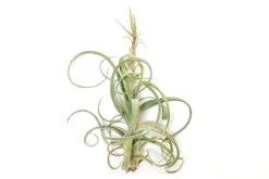 Tillandsia Curly Slim (T. Intermedia X T. Streptophylla) Air Plant 9 Tillandsia Curly Slim (T. Intermedia X T. Streptophylla) Air Plant -Eds Plant Shop tillandsia curly slim t intermedia x t streptophylla air plant 4254081