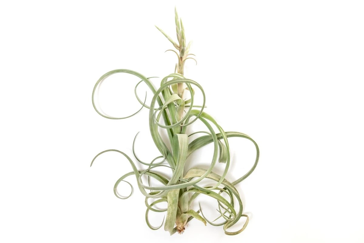 Tillandsia Curly Slim (T. Intermedia X T. Streptophylla) Air Plant 5 Tillandsia Curly Slim (T. Intermedia X T. Streptophylla) Air Plant - Image 3
