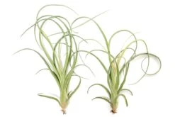 Tillandsia Curly Slim (T. Intermedia X T. Streptophylla) Air Plant 11 Tillandsia Curly Slim (T. Intermedia X T. Streptophylla) Air Plant -Eds Plant Shop tillandsia curly slim t intermedia x t streptophylla air plant 8017831