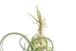 Tillandsia Curly Slim (T. Intermedia X T. Streptophylla) Air Plant 10 Tillandsia Curly Slim (T. Intermedia X T. Streptophylla) Air Plant -Eds Plant Shop tillandsia curly slim t intermedia x t streptophylla air plant 8966803