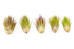 Tillandsia Ionantha Guatemala "Macho" Air Plant -Eds Plant Shop tillandsia ionantha guatemala macho air plant 8340049